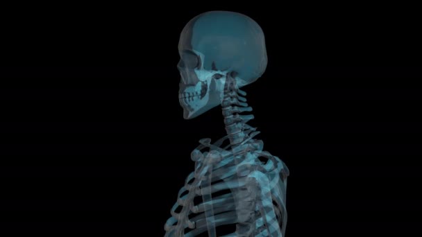 Menschliches Skelett Rotiert Nahtlose Schleife Mit Transparentem Hintergrund Nahaufnahme — Stockvideo