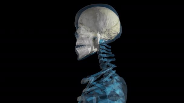 Human Skeleton Rotující Detailním Záběrem Lebky Průhledné Pozadí — Stock video