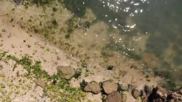 Olas Chocando Con Algas Imágenes Drones — Vídeos de Stock