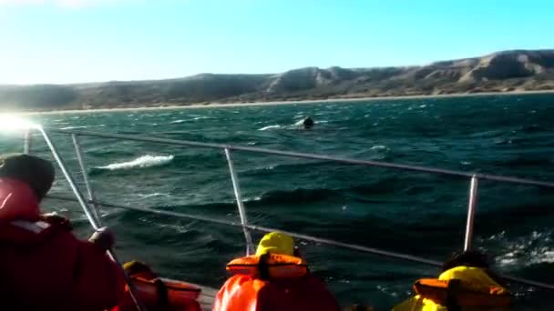 Avistaje Ballenas Patagonia Barco Ship Travel Coast Patagonia Argentina Peninsula — Vídeo de stock
