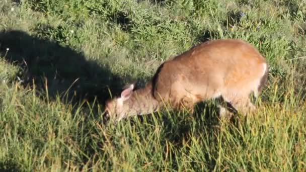 Coup Ralenti Cerf Allongé Dans Herbe Qui Bat Des Oreilles — Video