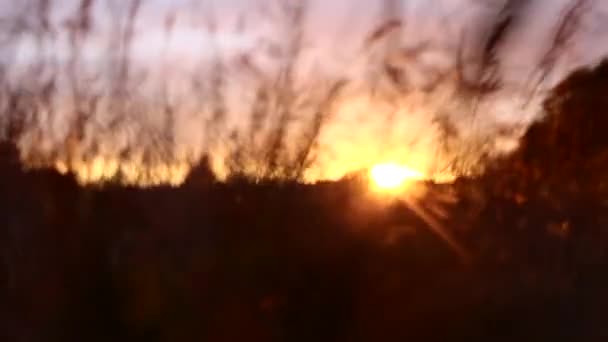 Toque Sol Través Campo Heno Con Enfoque Final Una Flor — Vídeo de stock