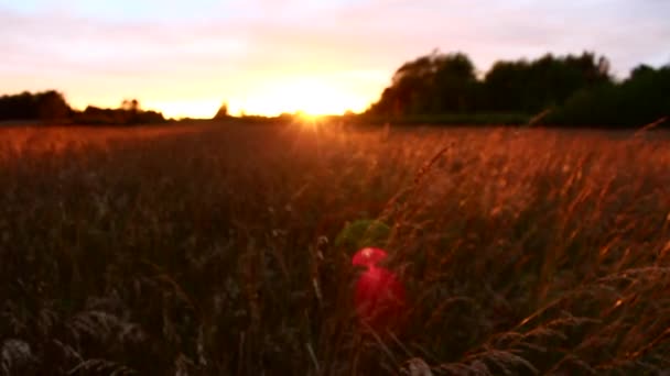 Powolny Ruch Słońca Nad Trawą Końcowym Skupieniem Się Kwiatach Trawy — Wideo stockowe