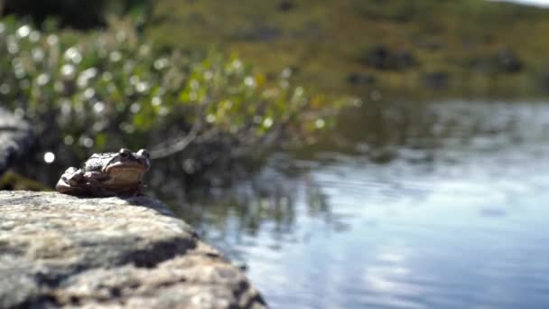Frog Sitting Rock Water Enjoying Beautiful Sun Day Time Norway — Stock Video
