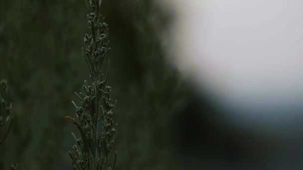 Close Van Een Stuk Van Een Groene Salie Struik Bergen — Stockvideo