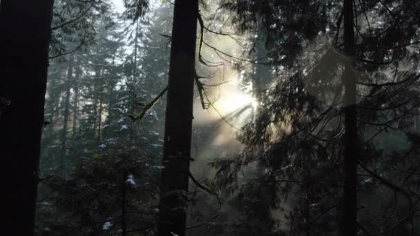 Sonnenlicht Strömt Durch Einen Nebligen Wald Mit Etwas Schneefall — Stockvideo