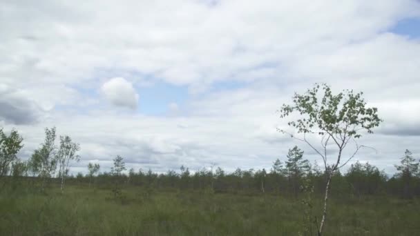 Eine Landschaftsaufnahme Der Lettischen Natur Mit Silberbirke Sumpf Und Dem — Stockvideo