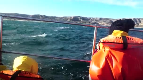 Wieloryby Patagonia Oglądanie Avistaje Ballenas Patagonia Barco Statek Podróże Wybrzeże — Wideo stockowe