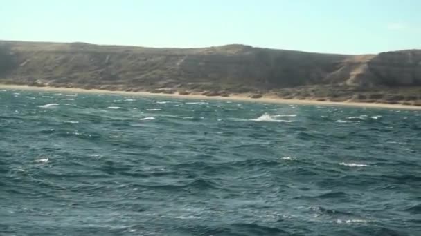 Avistaje Ballenas Patagonia Barco Ship Travel Coast Patagonia Argentina Peninsula — Vídeo de stock