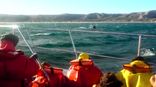 Baleias Patagônia Assistindo Balenas Avistaje Patagônia Barco Navio Travel Coast — Vídeo de Stock