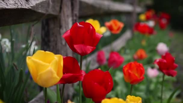 Hermosas Flores Mostrando Verdadero Color Cerca Jardín — Vídeos de Stock