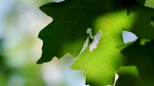 明るい夏の日に緑のオークの葉のマクロを閉じる — ストック動画