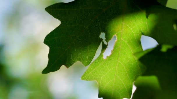 Macro Primer Plano Una Hoja Roble Verde Día Soleado Brillante — Vídeos de Stock