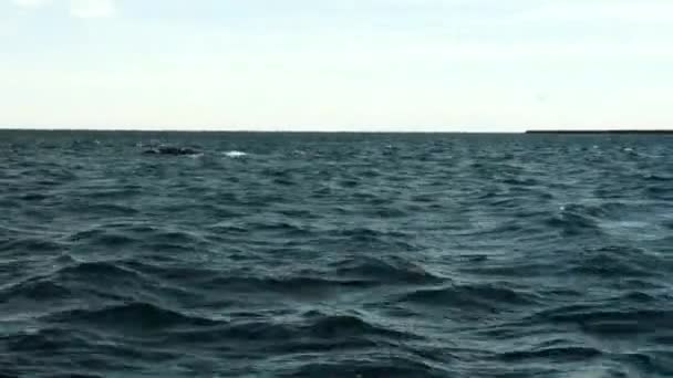 Whales Patagonia Watching Avistaje Ballenas Patagonia Barco Ship Coast Patagonia — 비디오