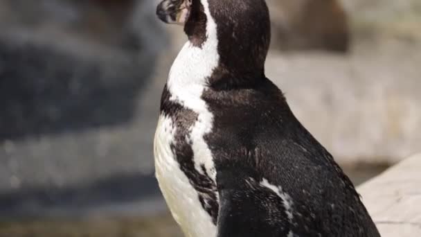 Pingüinos Zoológico Haciendo Las Cosas Que Hacen Los Pingüinos — Vídeos de Stock