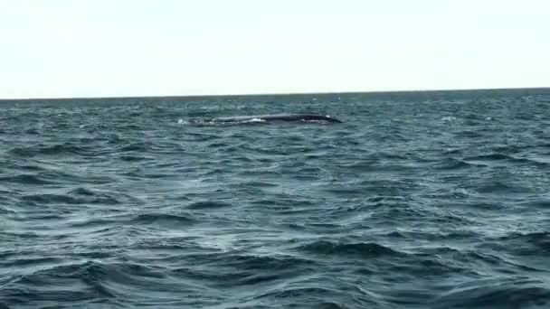 Baleias Patagônia Assistindo Balenas Avistaje Patagônia Barco Navio Travel Coast — Vídeo de Stock
