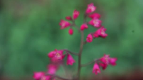 Flori Frumoase Care Arată Adevărata Lor Culoare Aproape Într Grădină — Videoclip de stoc