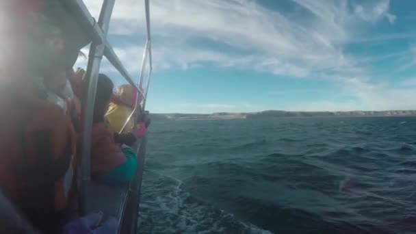 Valar Patagonien Tittar Avistaje Ballenas Patagonien Barco Ship Travel Coast — Stockvideo