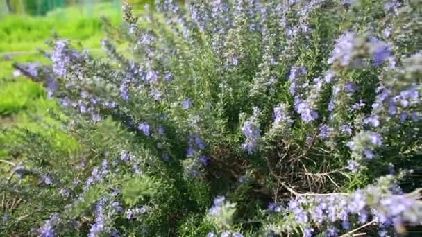 Romero Floreciente Lleno Abejas — Vídeos de Stock