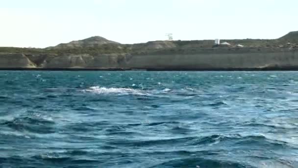 Walvissen Patagonië Kijkend Naar Avistaje Ballenas Patagonia Barco Ship Travel — Stockvideo