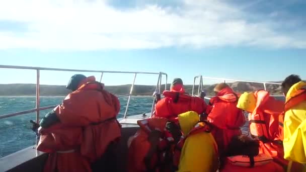 Walvissen Patagonië Kijkend Naar Avistaje Ballenas Patagonia Barco Ship Travel — Stockvideo