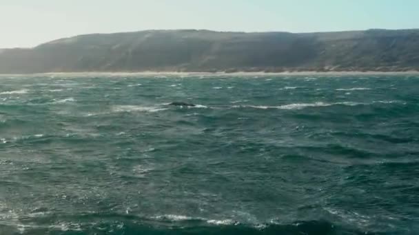 Wieloryby Patagonia Oglądanie Avistaje Ballenas Patagonia Barco Statek Podróże Wybrzeże — Wideo stockowe