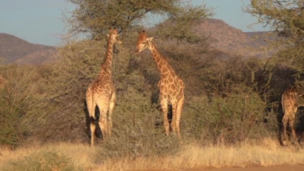 Due Giovani Giraffe Maschili Vedono Combattere Affetto Una Femmina Botswana — Video Stock