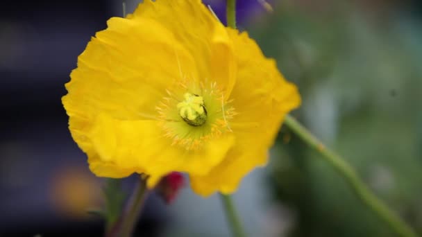 Schöne Blumen Zeigen Ihre Wahre Farbe Hautnah Einem Garten — Stockvideo