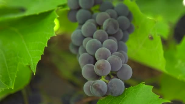 Grappes Raisins Mûrs Gros Plan — Video