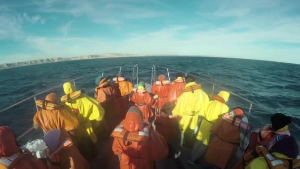 Avistaje Ballenas Patagonia Barco Ship Travel Coast Patagonia Argentina Peninsula — Vídeos de Stock
