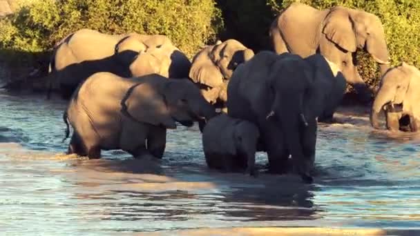 Parad Eller Besättning Elefanter Ses Dricka Från Naturliga Vatten Hål — Stockvideo