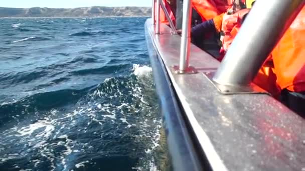 鲸鱼巴塔哥尼亚观看Avistaje Ballenas巴塔哥尼亚Barco轮船航行海岸巴塔哥尼亚阿根廷半岛瓦尔迪兹 — 图库视频影像