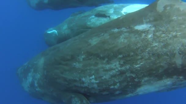 Family Sperm Whales Indian Ocean — Stock Video