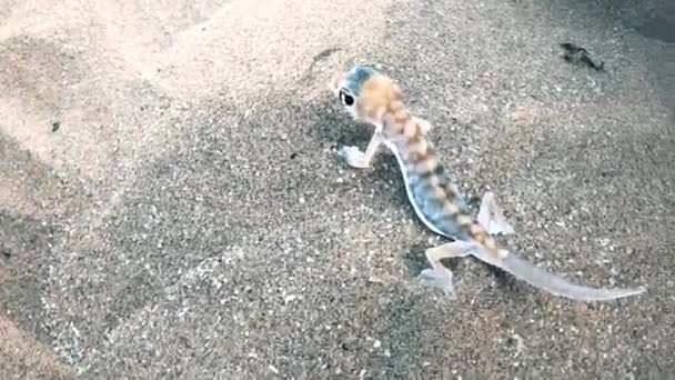 Vídeo Clipe Uma Duna Namib Gecko Seu Habitat Nativo Também — Vídeo de Stock