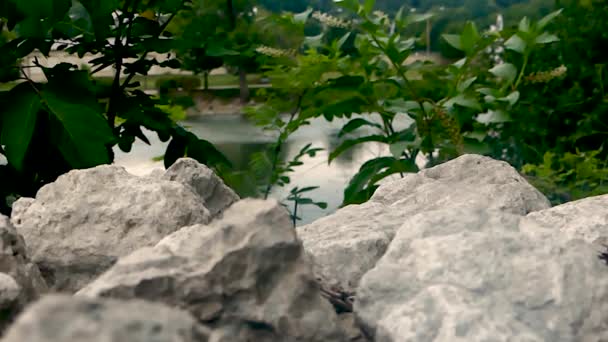 Stenen Laten Zien Oever Van Een Vos Rivier Batavia — Stockvideo