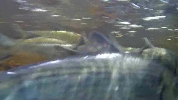 Migración Anual Desove Peces — Vídeos de Stock