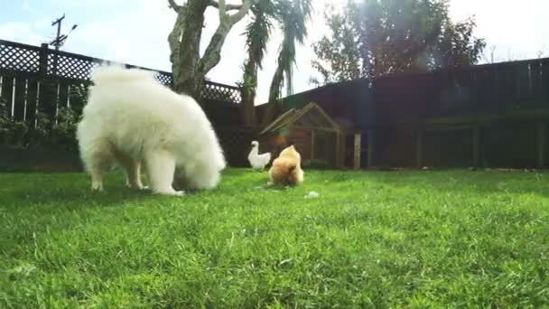 Samojed pes a dvě nadýchaná kuřata jedí kousky jídla na dvorku