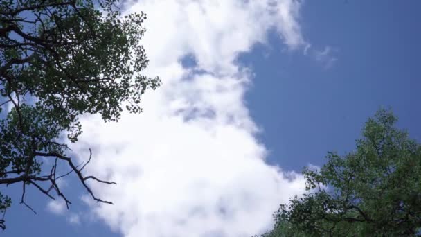 Timelape Shot Van Lucht Toppen Van Twee Berken Bomen Zijn — Stockvideo