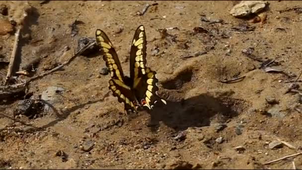 Motyl Zwolnionym Tempie Spoczywający Wietrze Piaszczystej Plaży — Wideo stockowe
