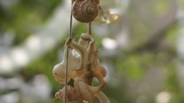 Hanging Shells Rope — Stock Video