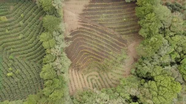 モンテベルデの素晴らしいコーヒー農場の空中ビューを上げる — ストック動画