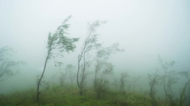 Stromy Vanou Větru Zamračenou Horu Moonsoon Počasí Osmena Peak Filipíny — Stock video