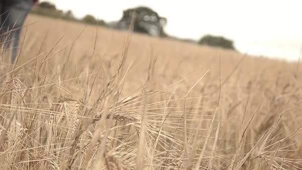 只有一个女人在大麦地里散步 — 图库视频影像