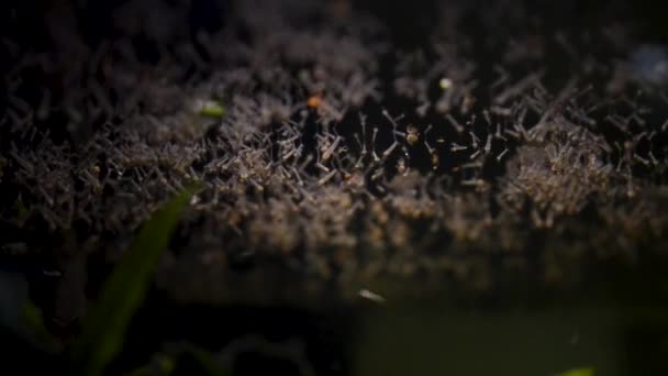 Larvas Mosquitos Superfície Água — Vídeo de Stock