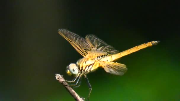 Libellula Piccolo Giardino Soleggiato — Video Stock