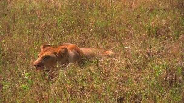 Löwin Frisst Beute Impala Bein — Stockvideo