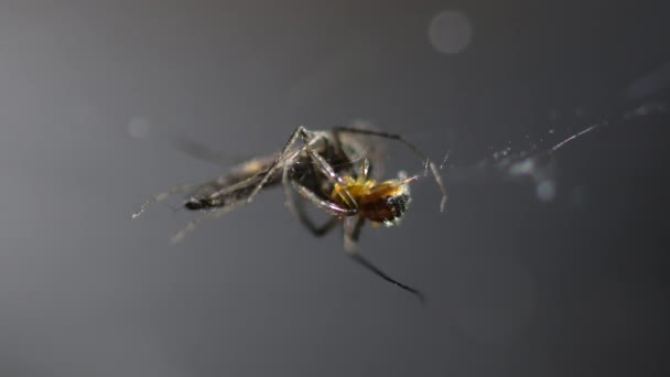 一只小蜘蛛吃蚊子的时间 — 图库视频影像