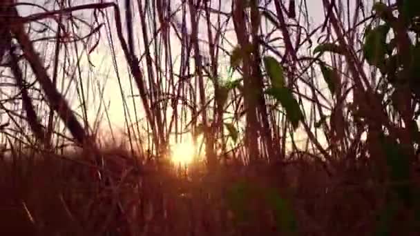 Slider Strzał Piękny Zachód Słońca Świecący Przez Wysoką Trawę Wiejskiej — Wideo stockowe