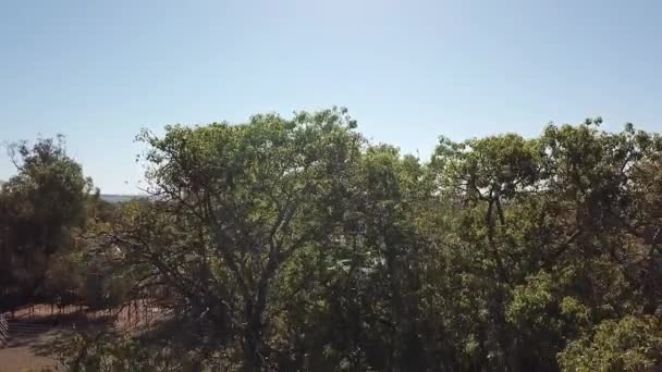 Drone Zweeft Boven Boom Daalt Dan Grote Boom Gras Gebied — Stockvideo