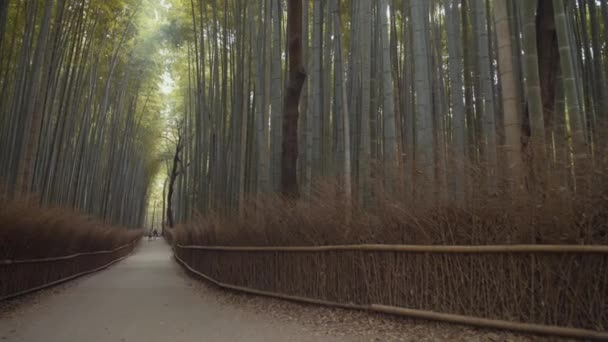 Arashiyama Kyoto Daki Bambu Ormanı 25Fps — Stok video